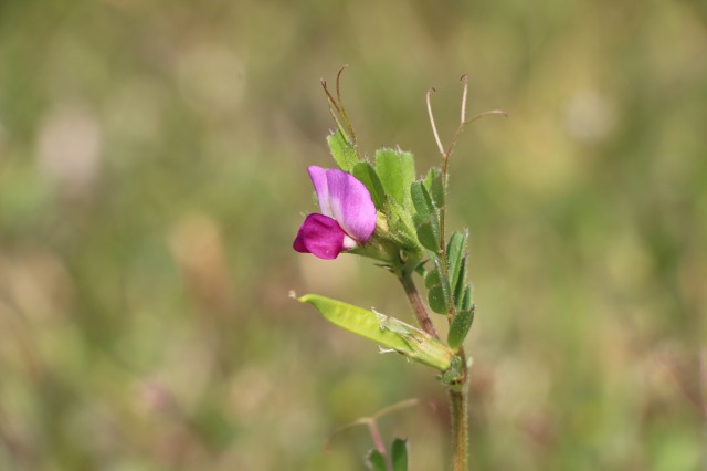 カラスノエンドウの花を撮影していると・・・ - 兵庫県立人と自然の